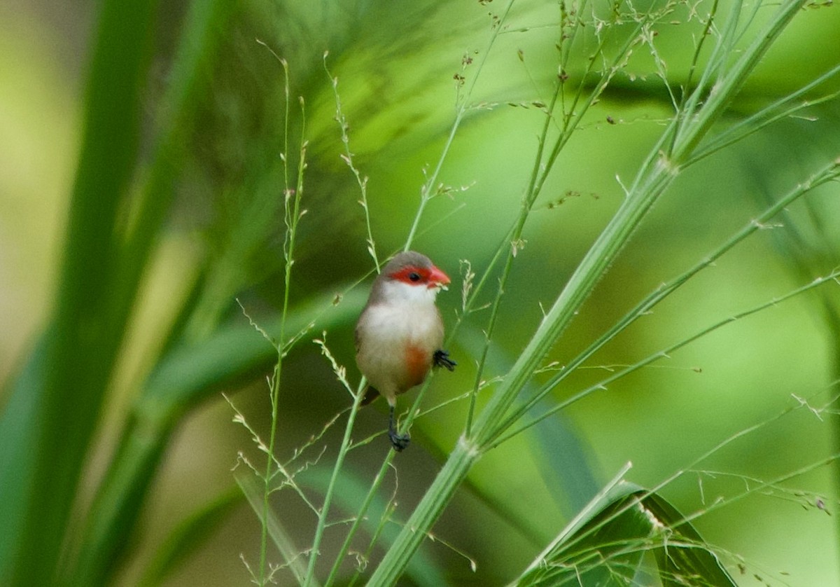 Common Waxbill - ML624564932