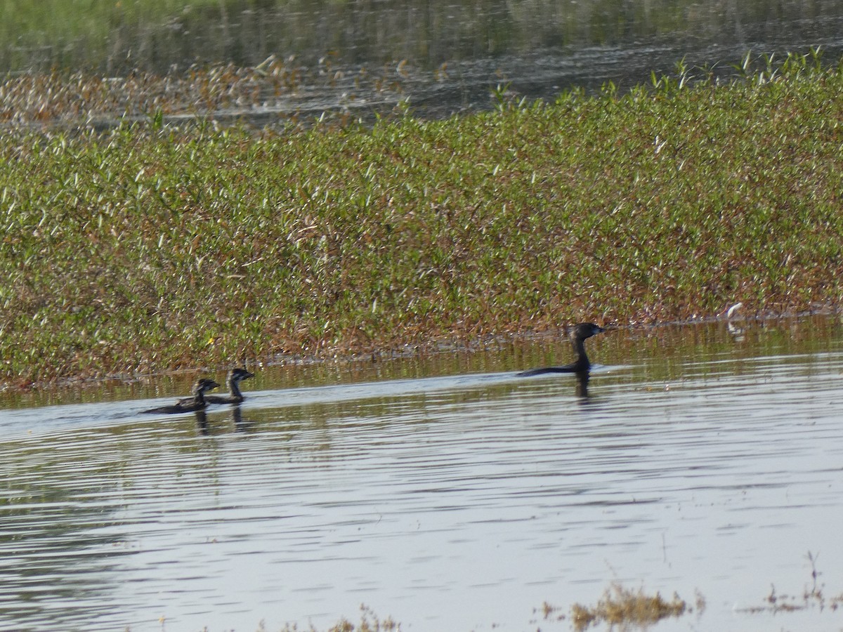 Pied-billed Grebe - ML624564936