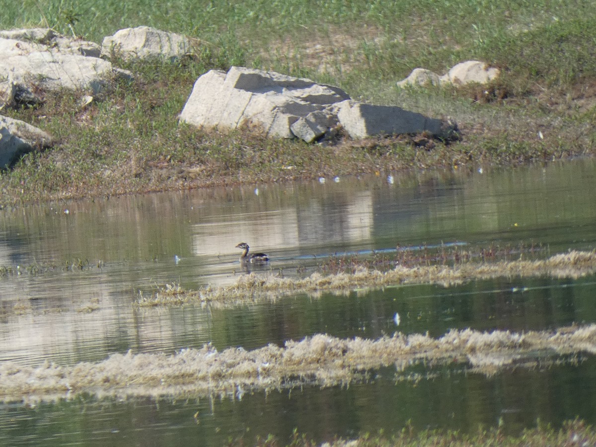 Pied-billed Grebe - ML624564941