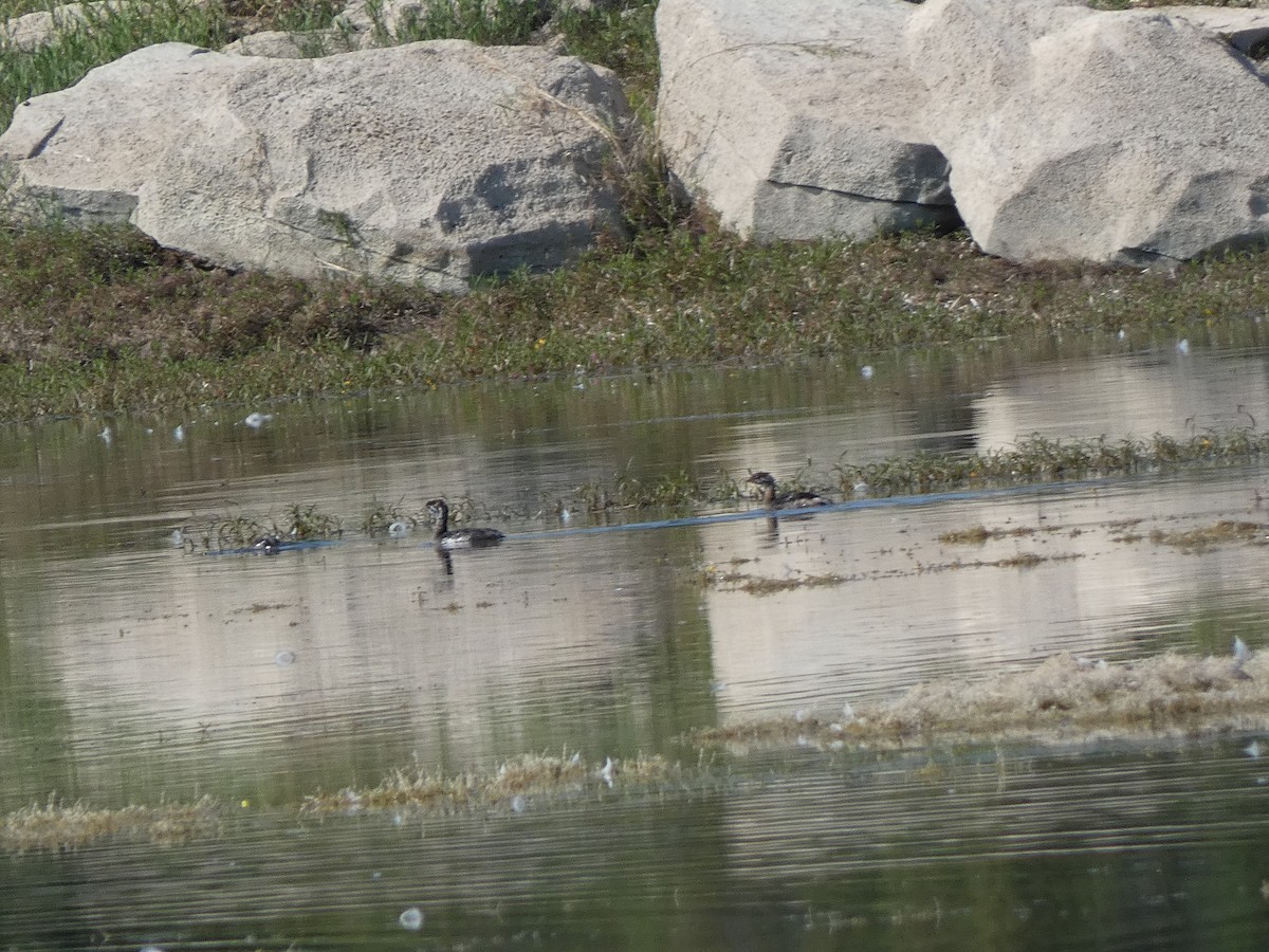 Pied-billed Grebe - ML624564967