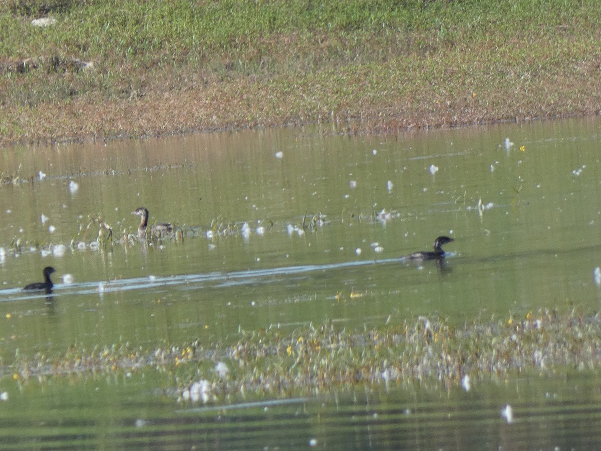 Pied-billed Grebe - ML624564989