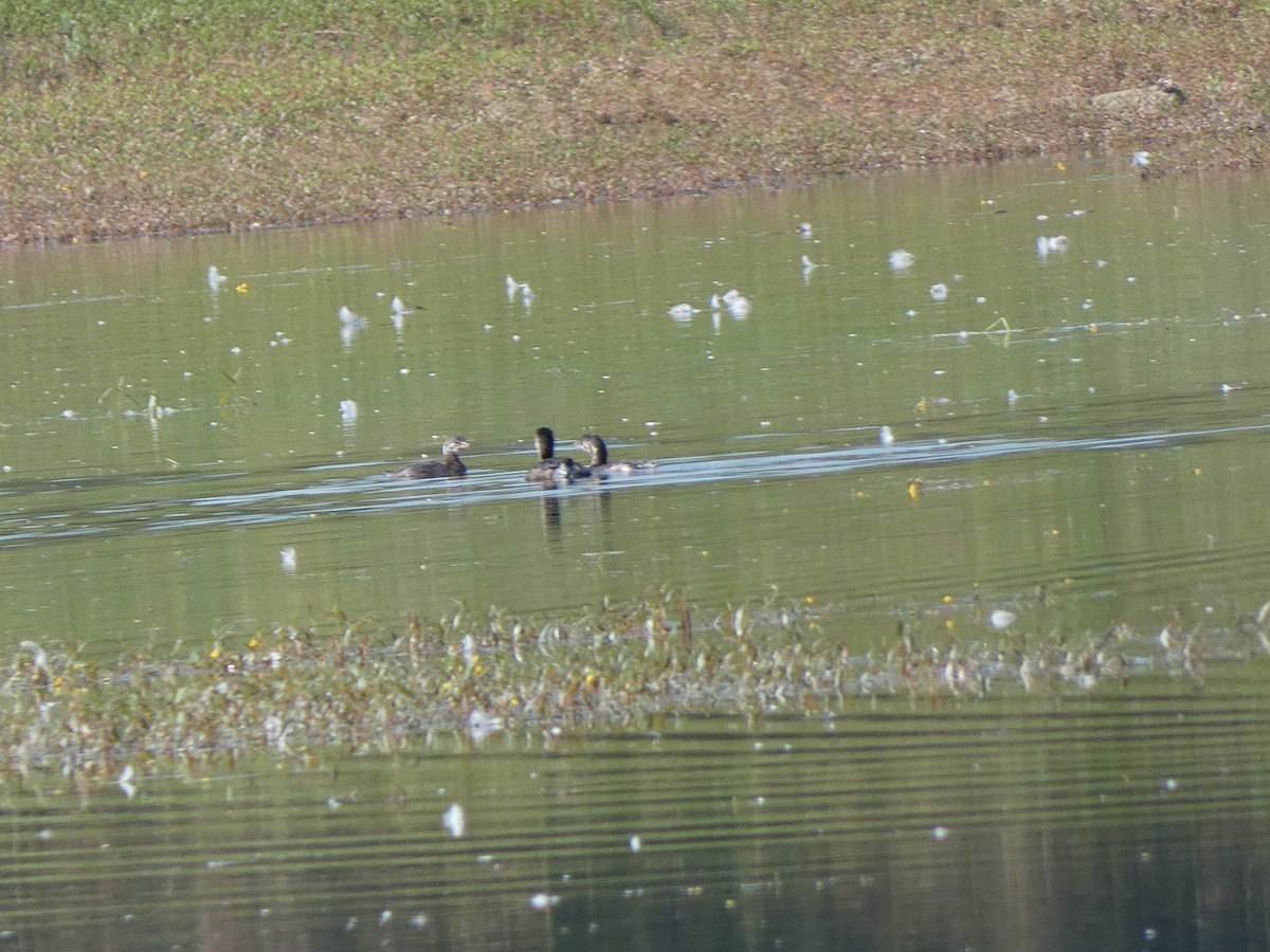 Pied-billed Grebe - ML624564990