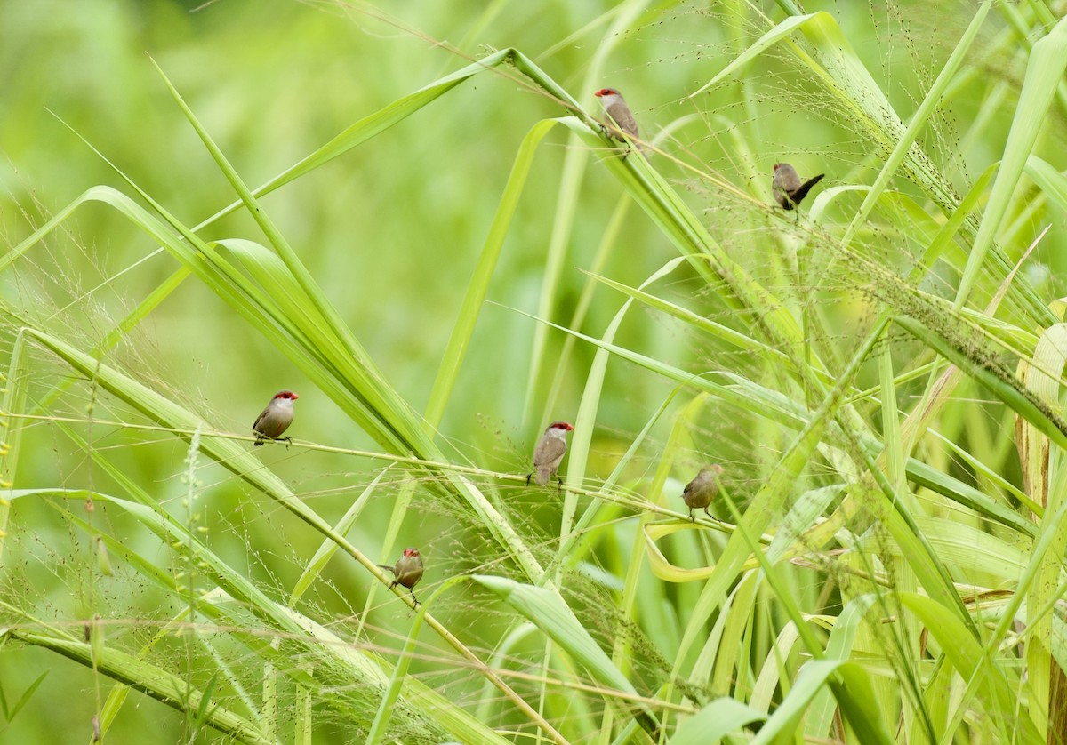 Common Waxbill - ML624565001