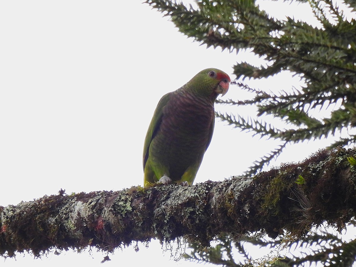 Vinaceous-breasted Parrot - Leandro Corrêa