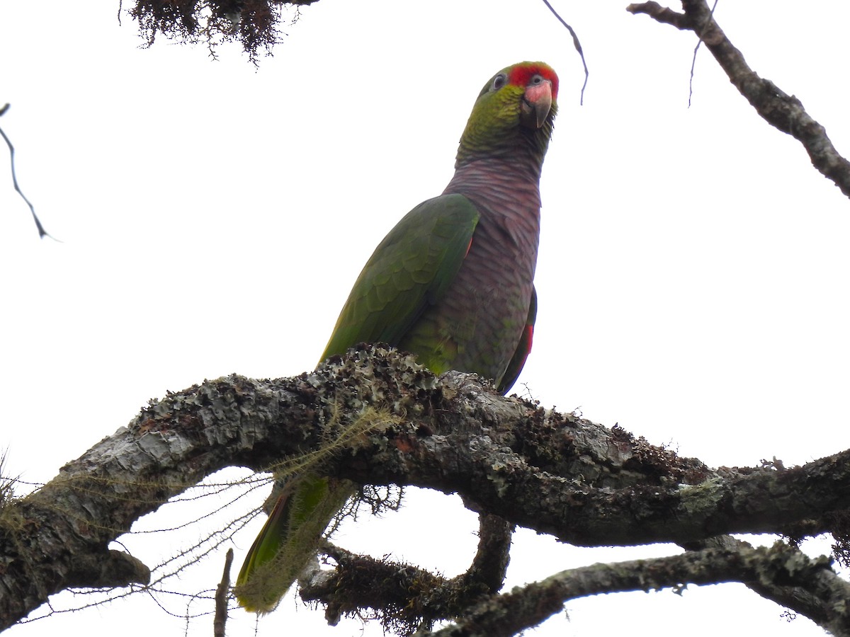 Vinaceous-breasted Parrot - Leandro Corrêa