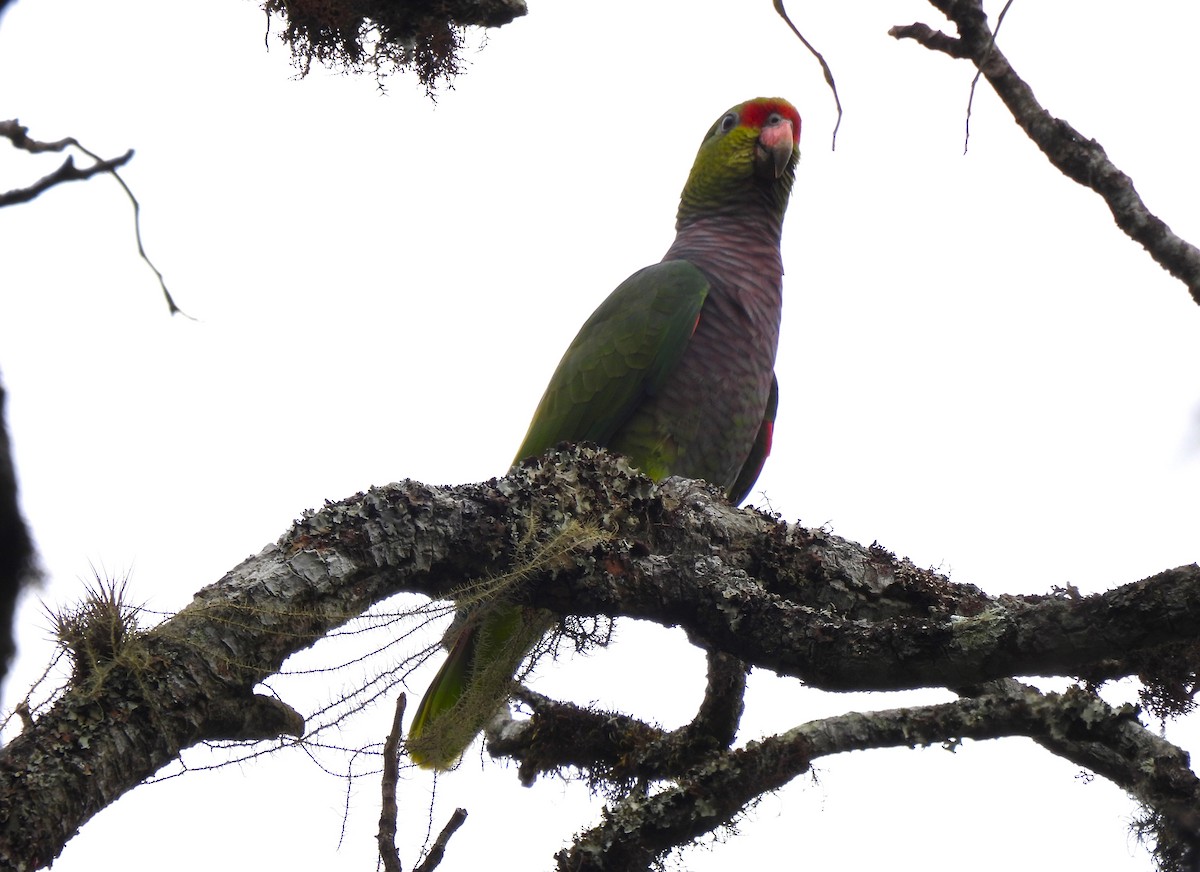 Vinaceous-breasted Parrot - ML624565008