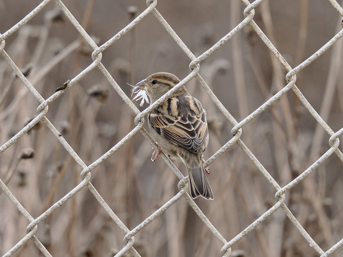 House Sparrow - Isa Dav