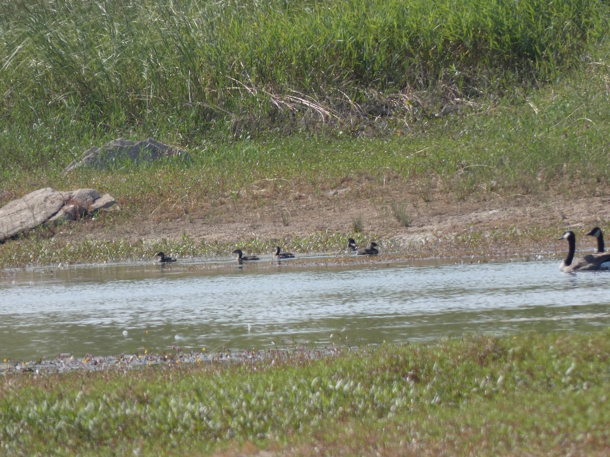 Pied-billed Grebe - ML624565041