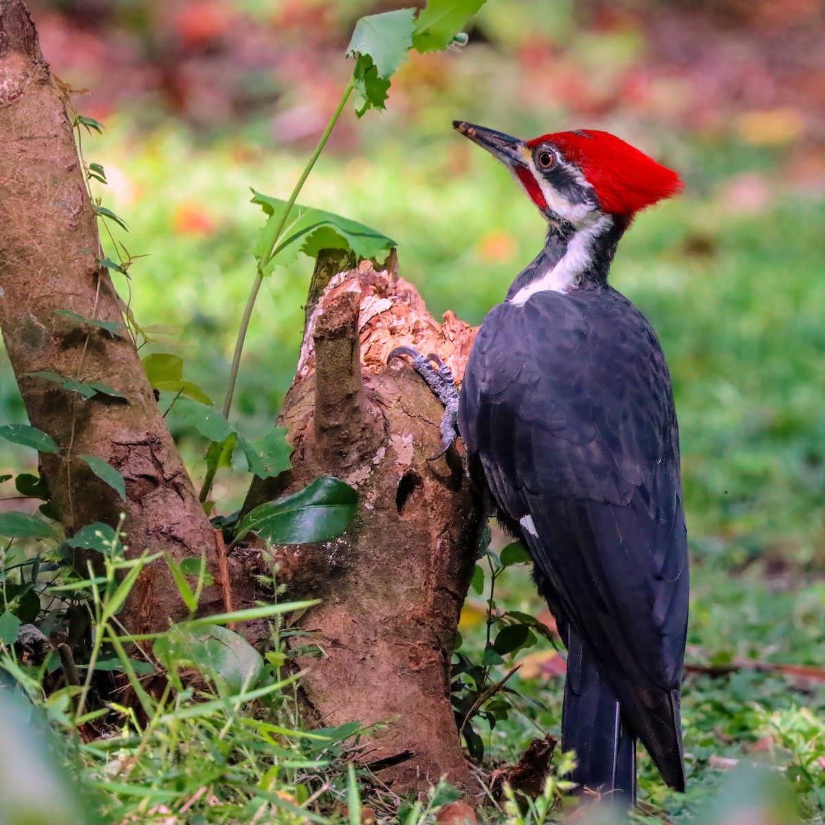 Pileated Woodpecker - ML624565042