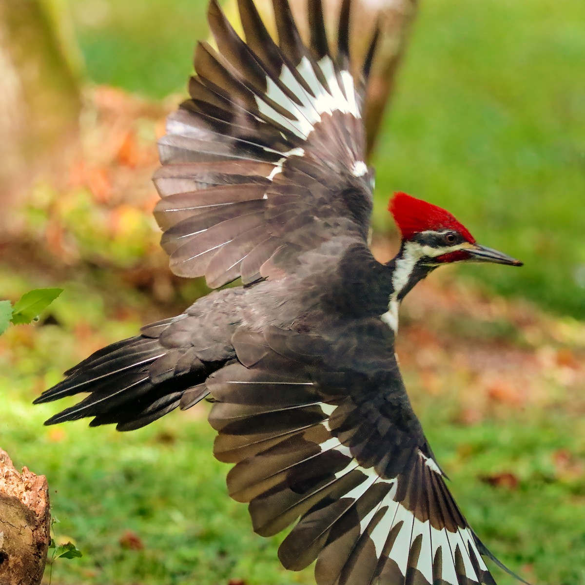 Pileated Woodpecker - ML624565043