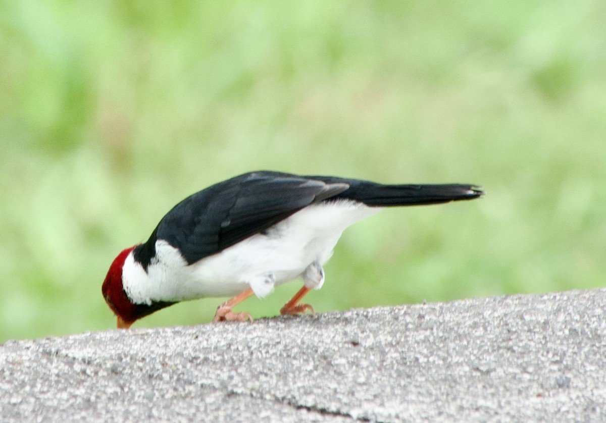 Yellow-billed Cardinal - ML624565058