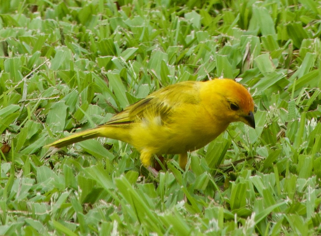 Saffron Finch - ML624565081