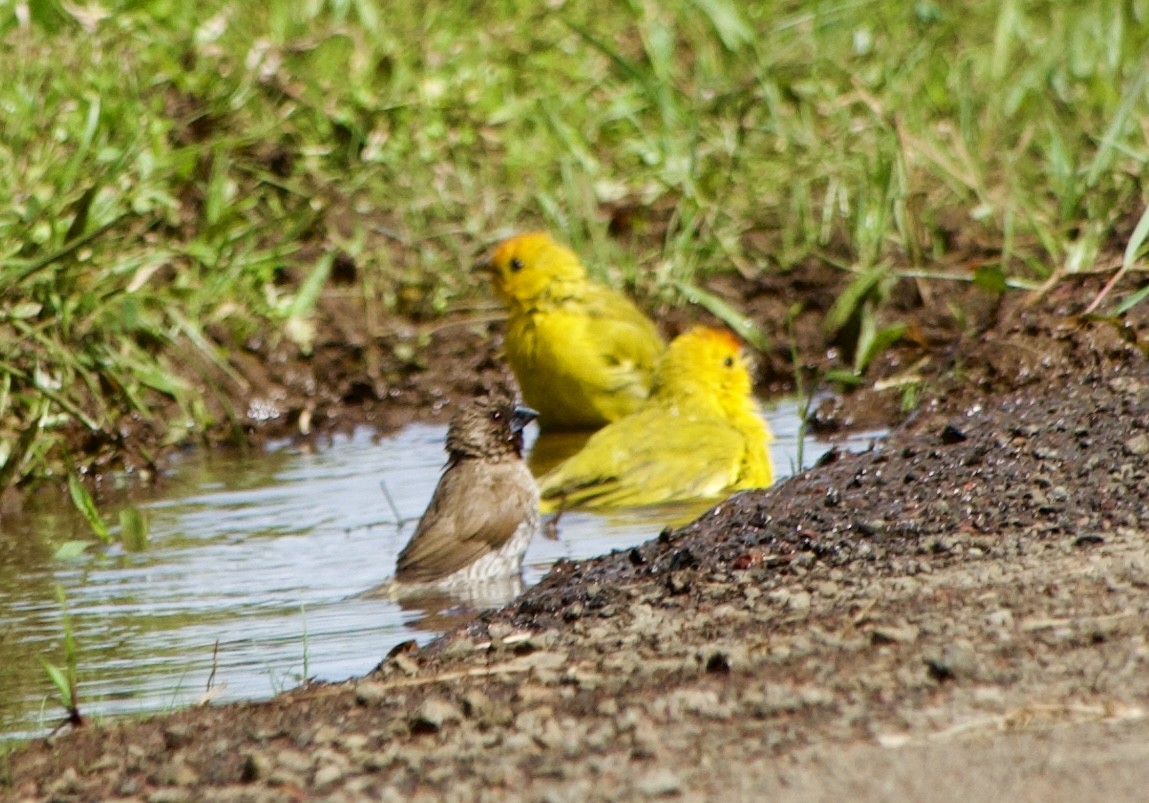 Saffron Finch - ML624565082