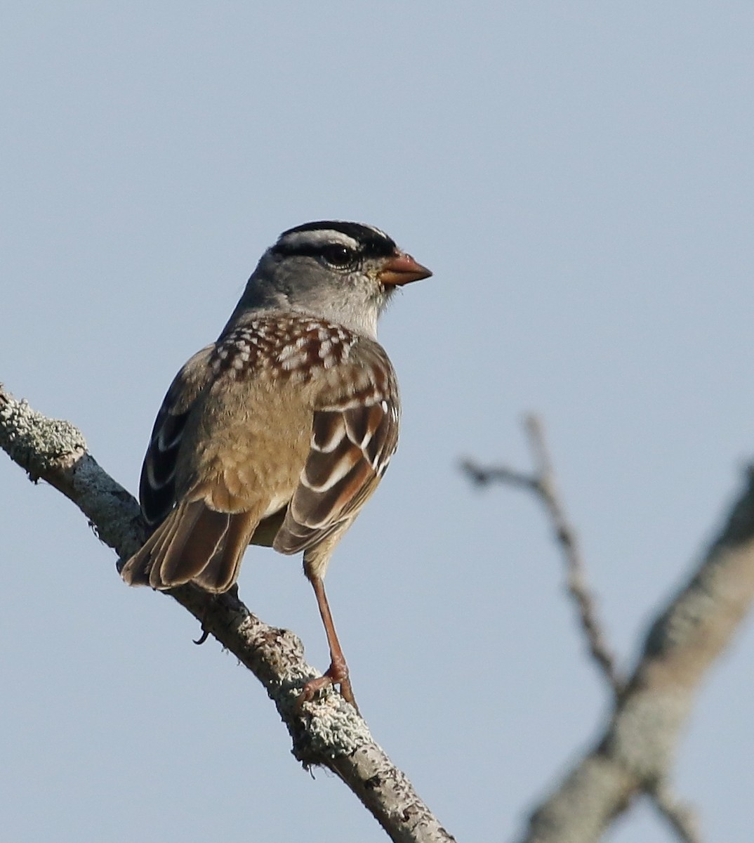 White-crowned Sparrow (leucophrys) - ML624565087