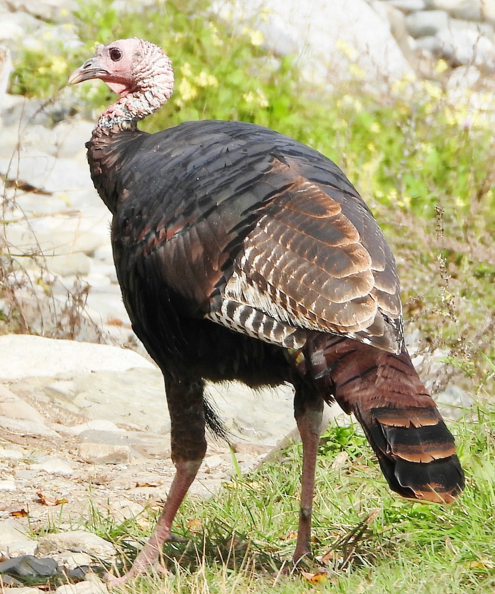 Wild Turkey - ML624565129