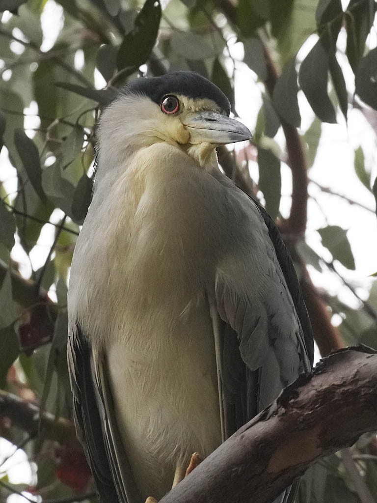 Black-crowned Night Heron - ML624565144