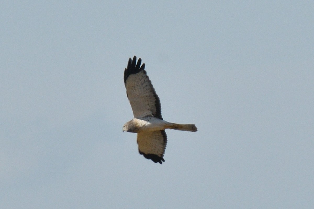 Northern Harrier - ML624565209