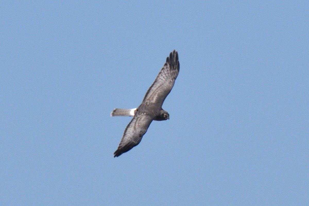 Northern Harrier - ML624565257