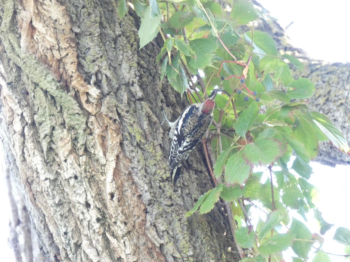 Yellow-bellied Sapsucker - ML624565273