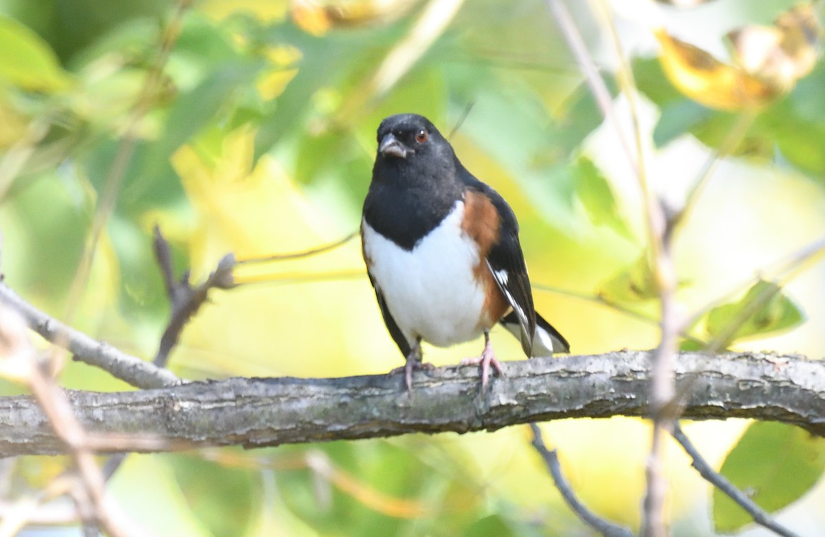 Eastern Towhee - ML624565275