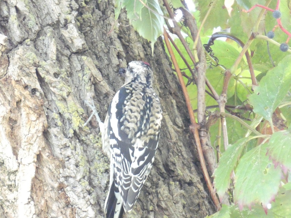 Yellow-bellied Sapsucker - ML624565283