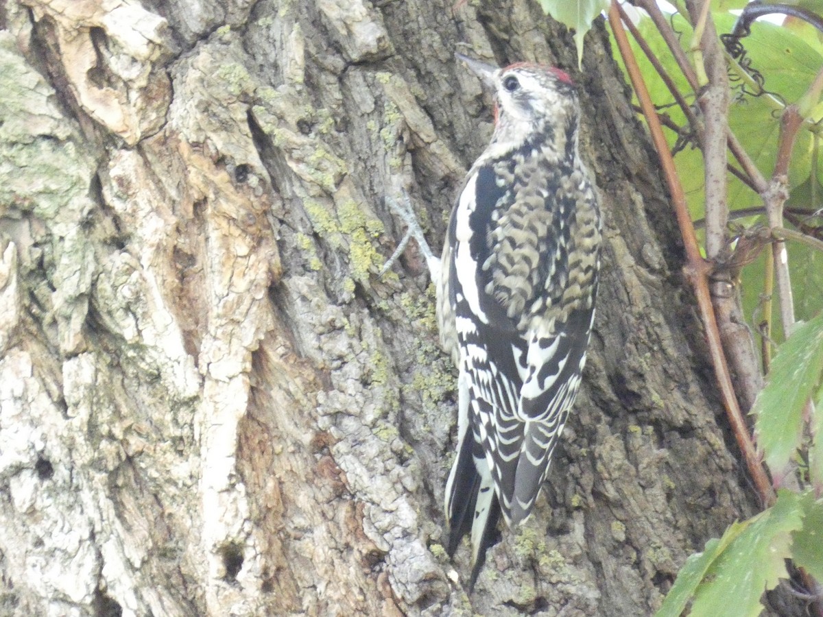 Yellow-bellied Sapsucker - ML624565285