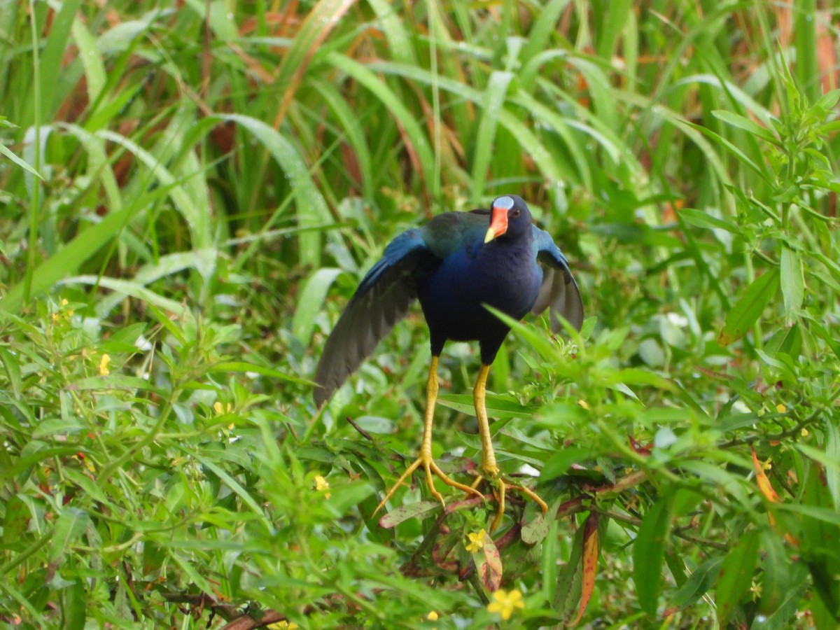 Purple Gallinule - ML624565326