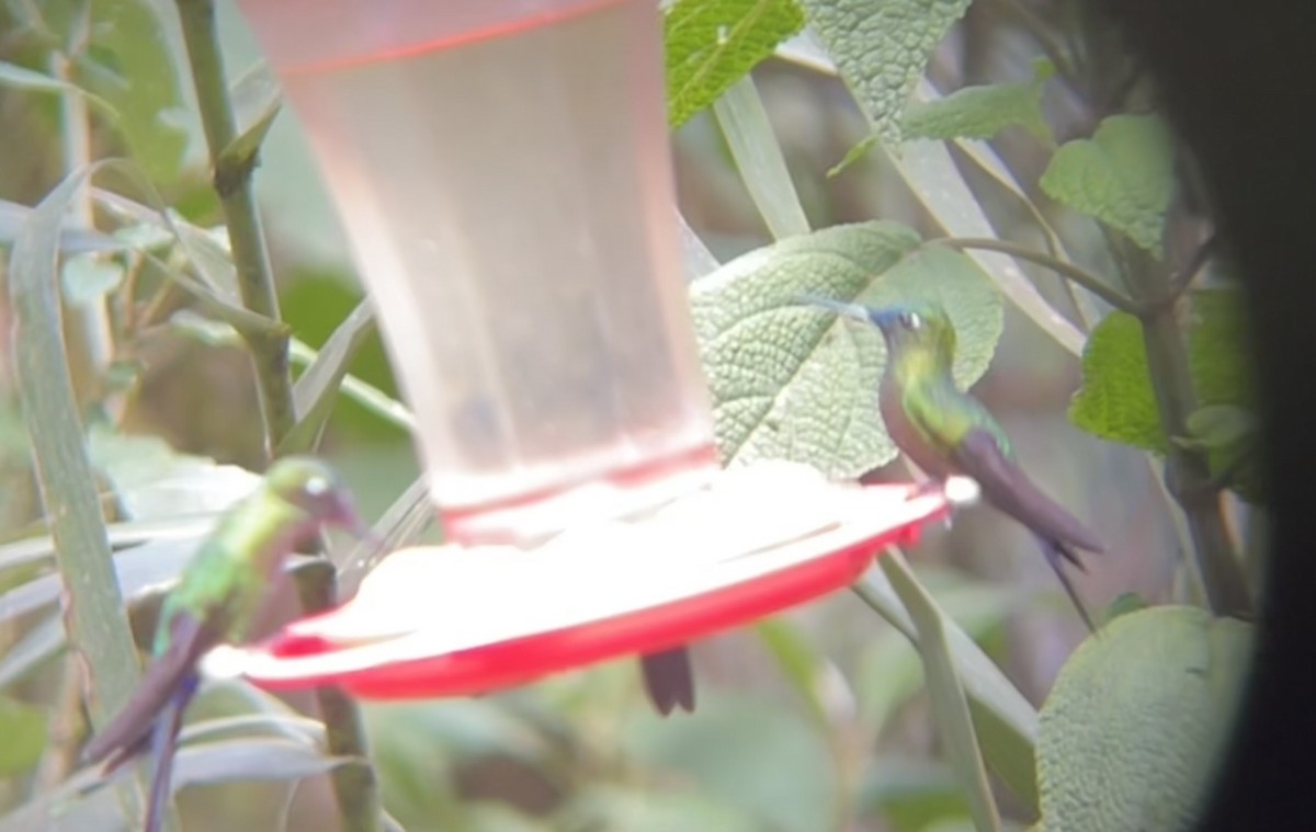 Sapphire-vented Puffleg - ML624565333