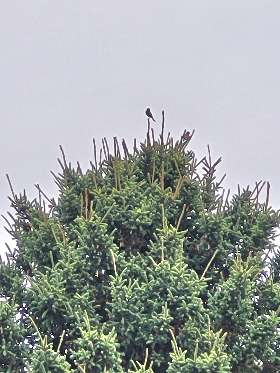 Eastern Phoebe - ML624565334