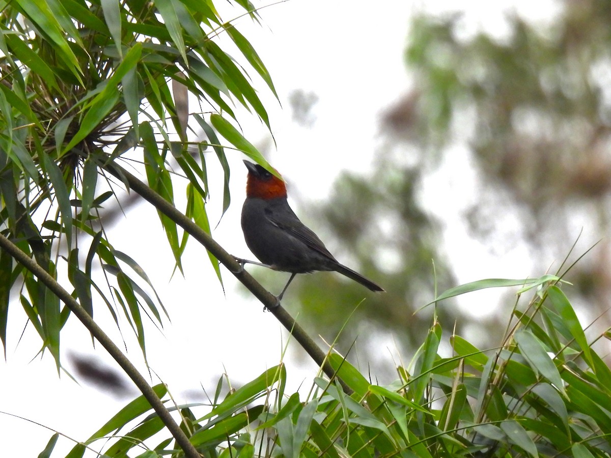 Chestnut-headed Tanager - Leandro Corrêa