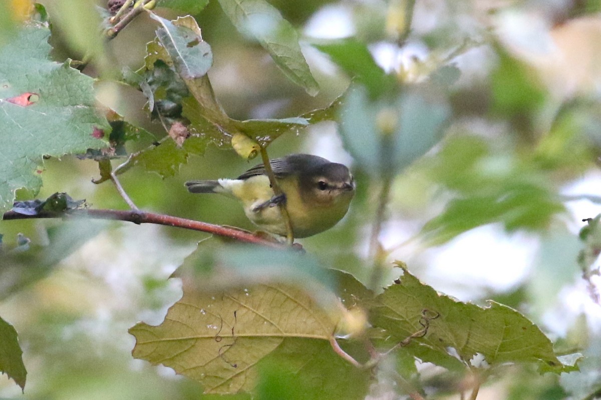 Philadelphia Vireo - ML624565337