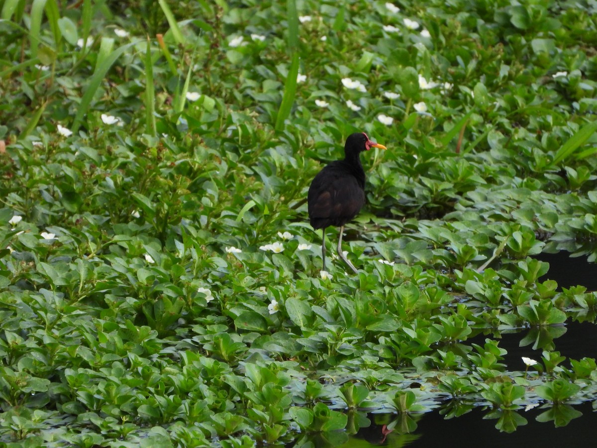 Wattled Jacana - ML624565338