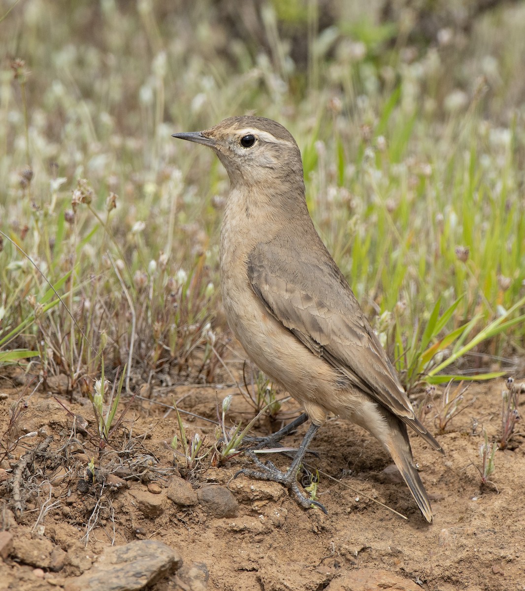 Rufous-banded Miner - ML624565339