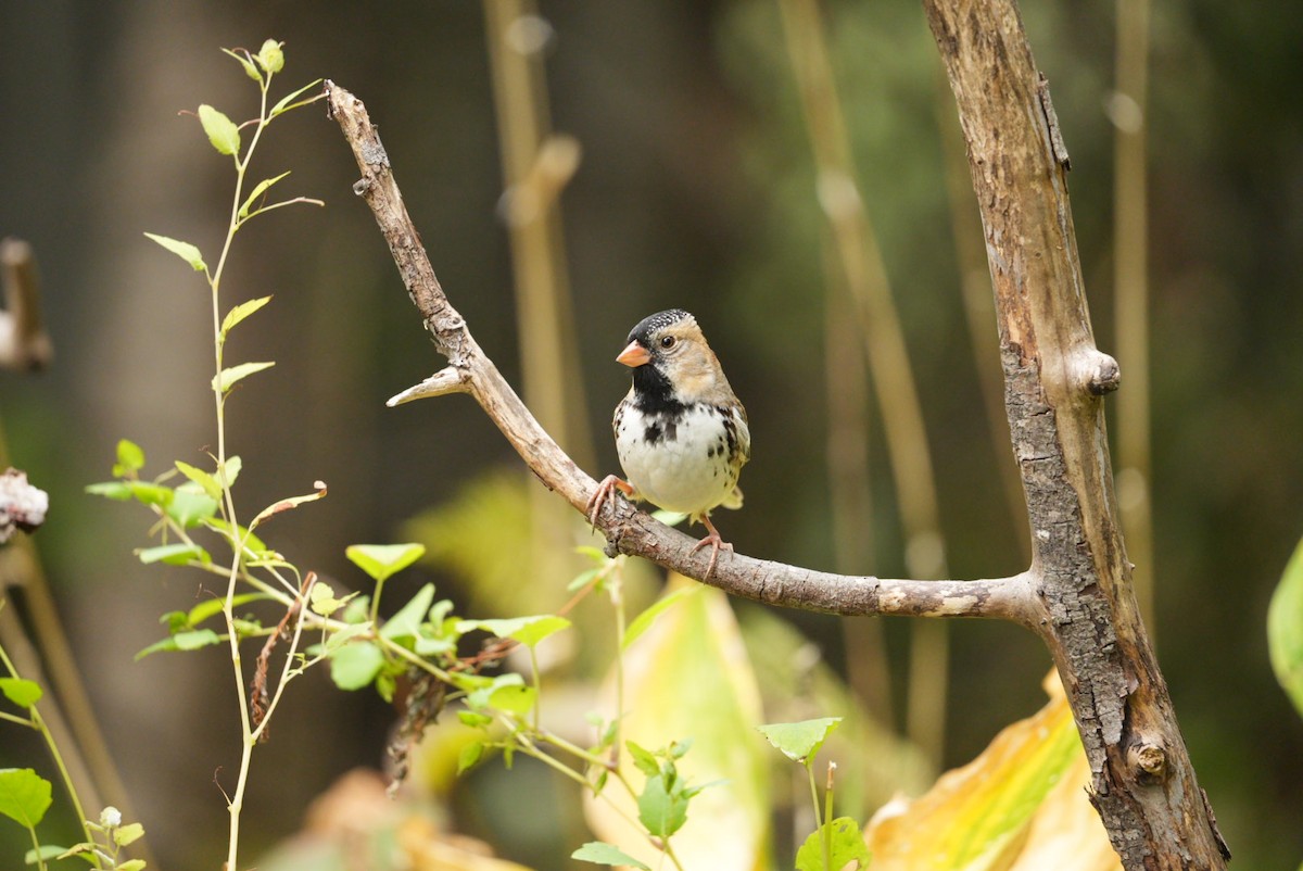 Harris's Sparrow - ML624565340