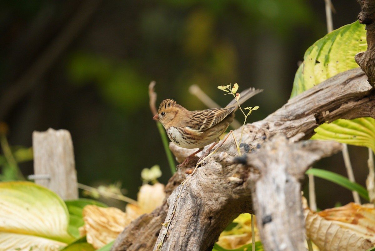 Harris's Sparrow - Dudley Edmondson