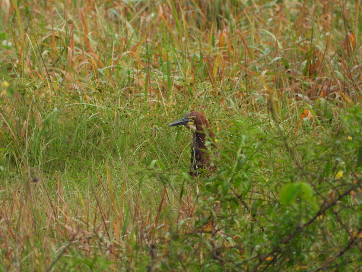 Rufescent Tiger-Heron - ML624565343