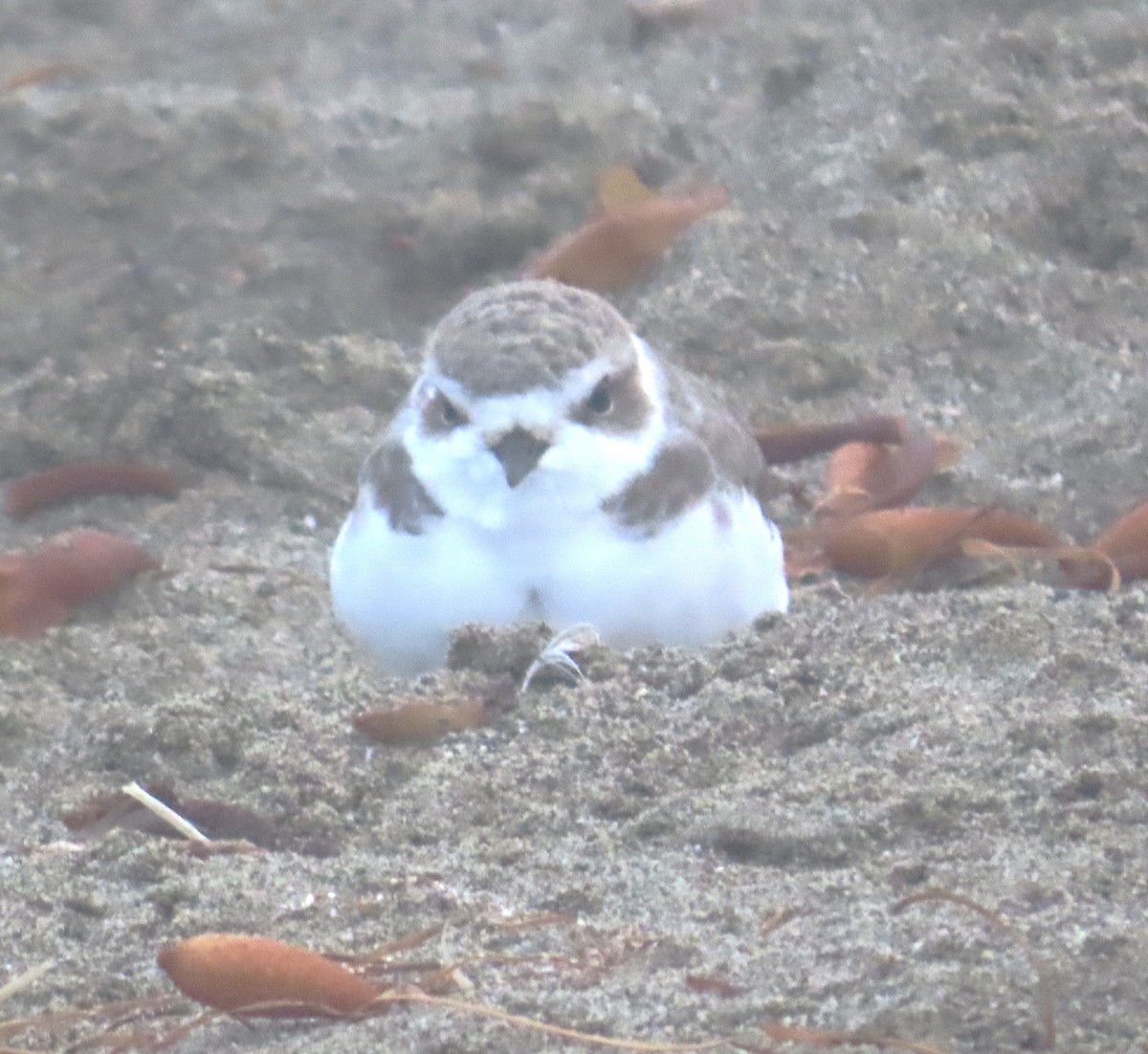 Snowy Plover - ML624565344