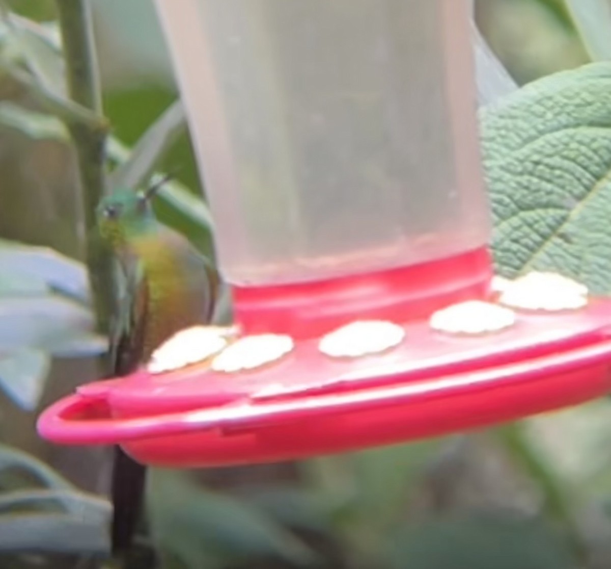 Golden-breasted Puffleg - ML624565346