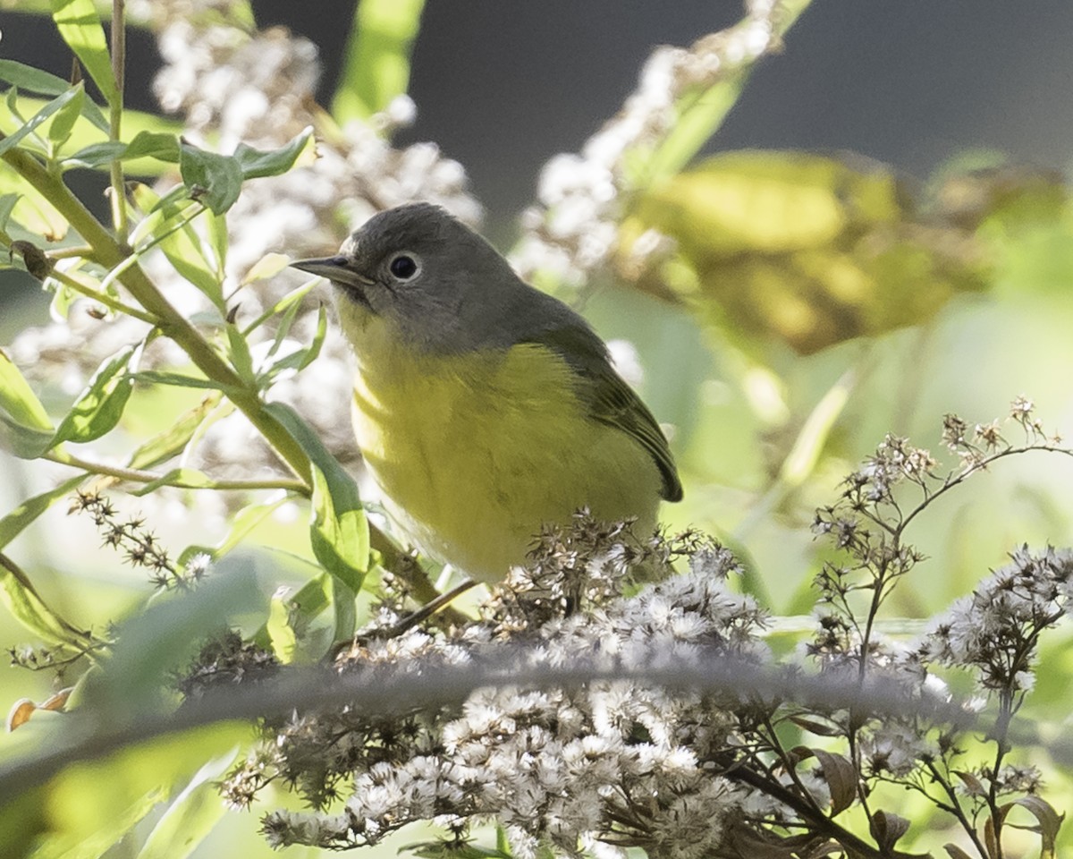 Nashville Warbler - ML624565351