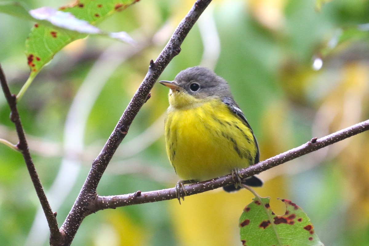 Magnolia Warbler - ML624565352