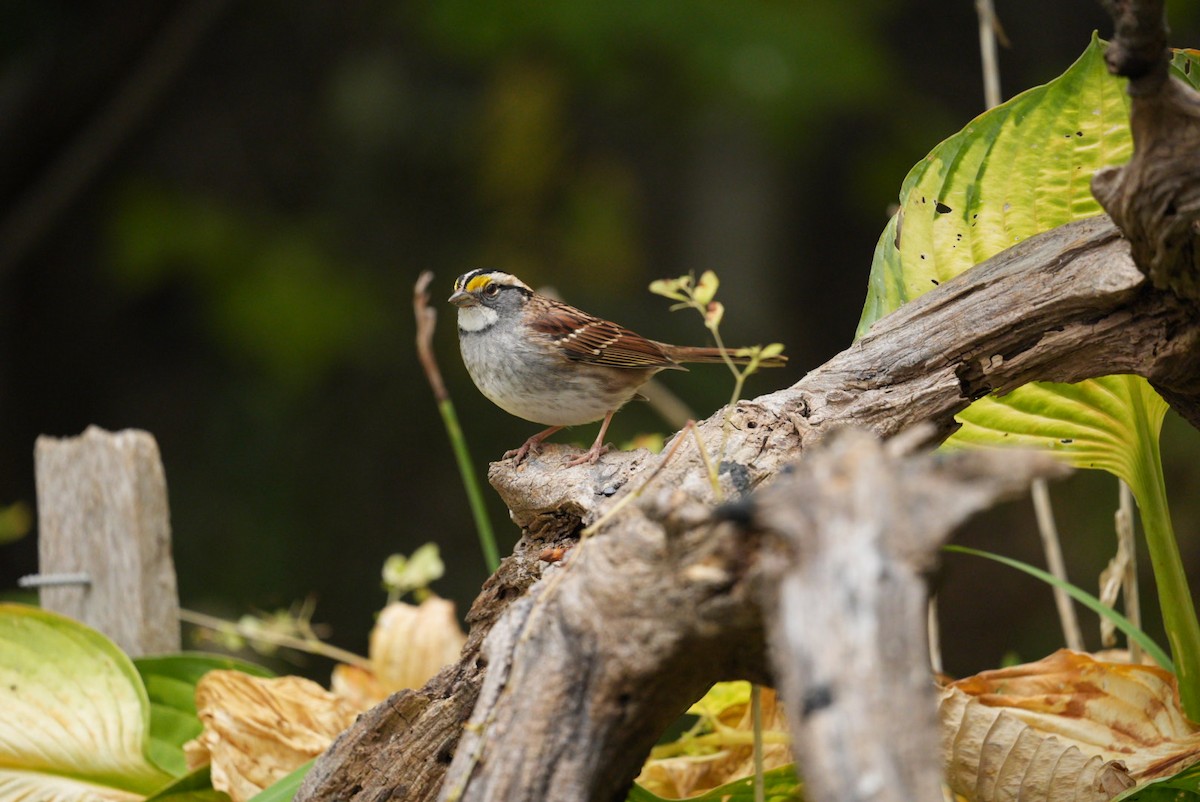 White-throated Sparrow - Dudley Edmondson