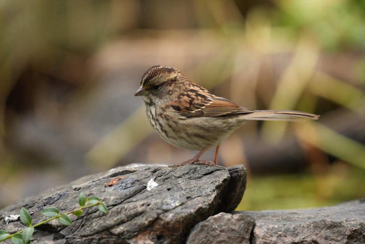 White-throated Sparrow - ML624565354