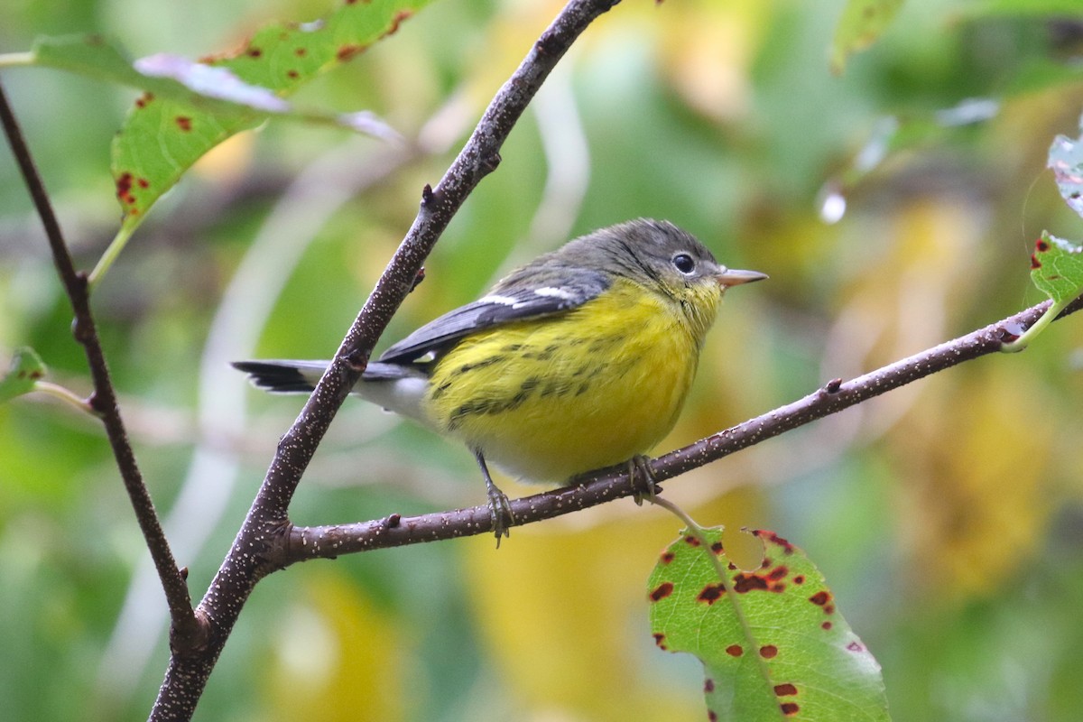 Magnolia Warbler - ML624565360