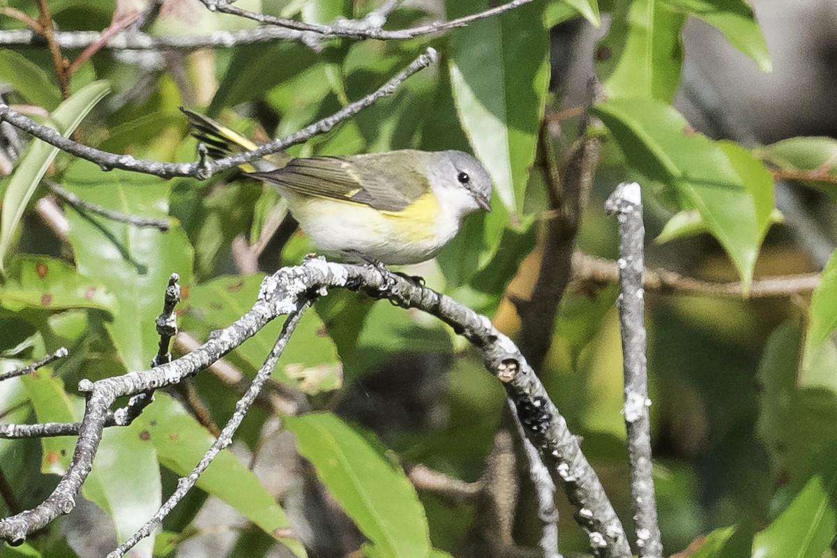 American Redstart - ML624565363