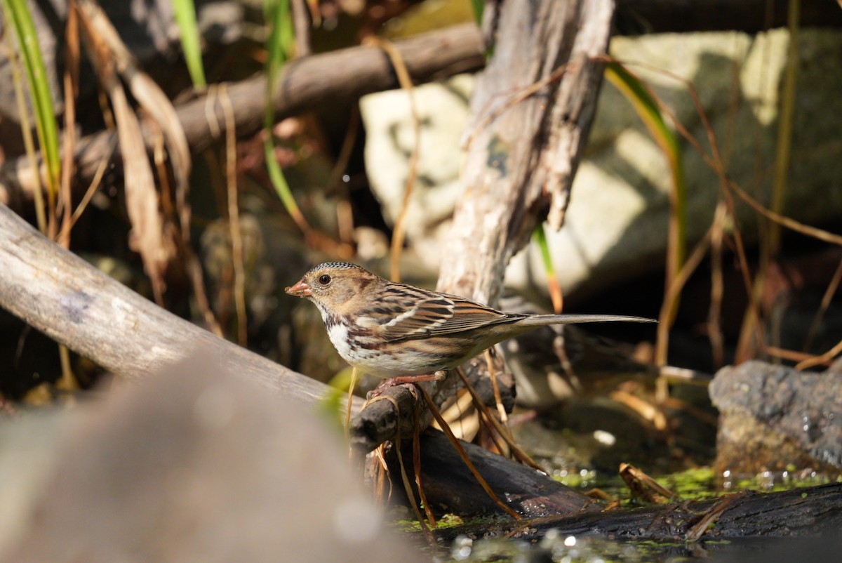 Harris's Sparrow - ML624565364