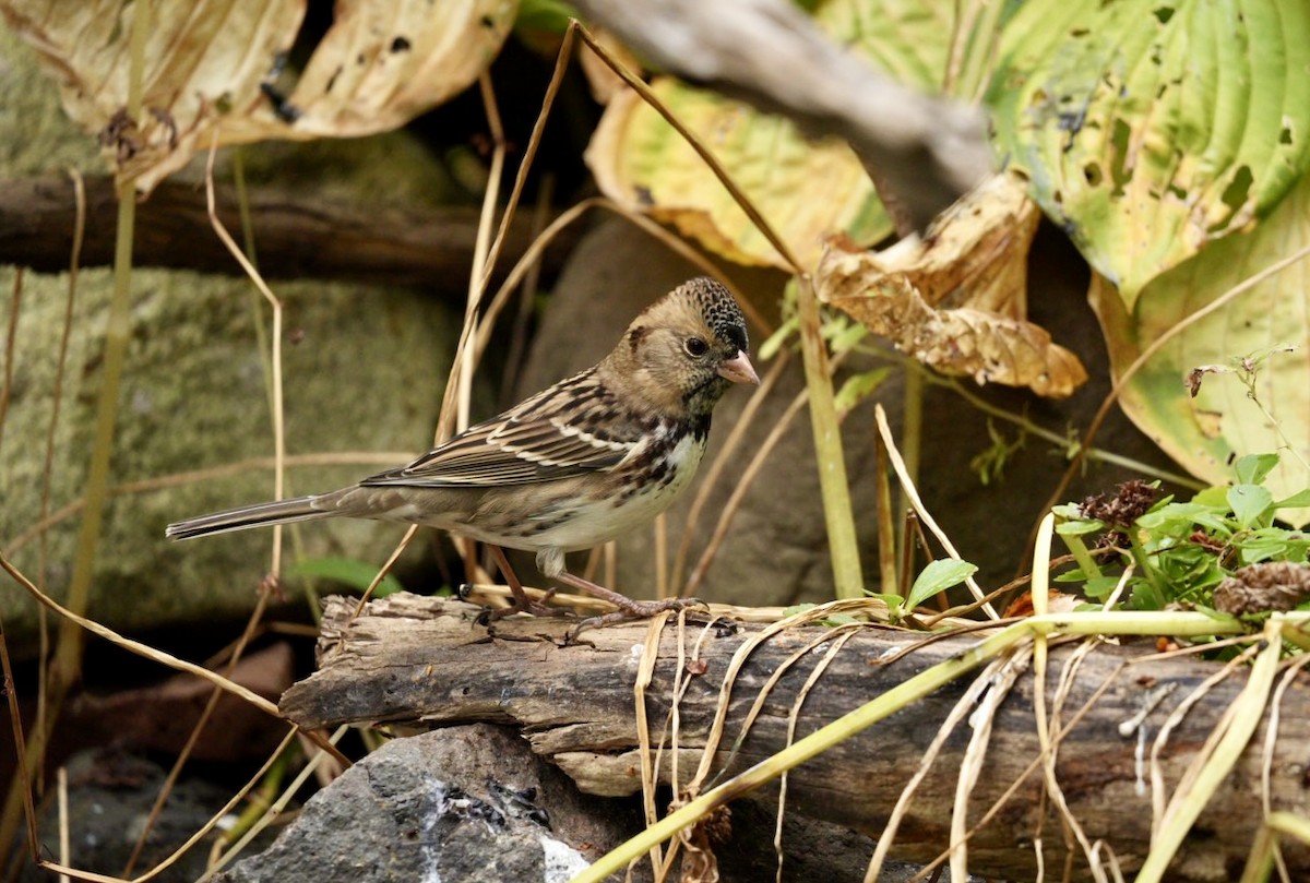 Harris's Sparrow - ML624565365