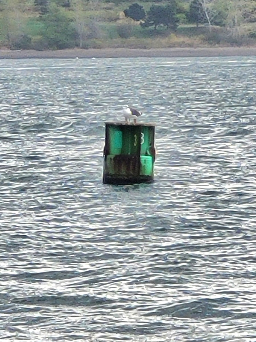 Great Black-backed Gull - ML624565366