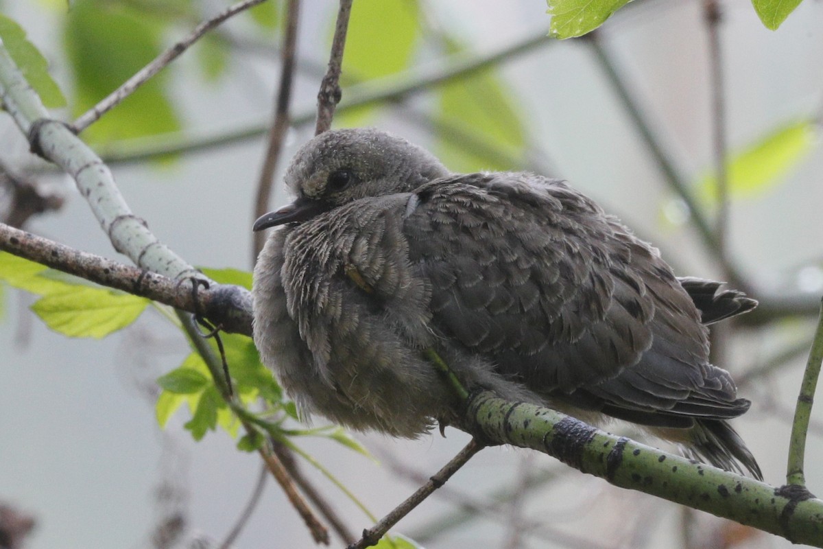 Mourning Dove - ML624565473