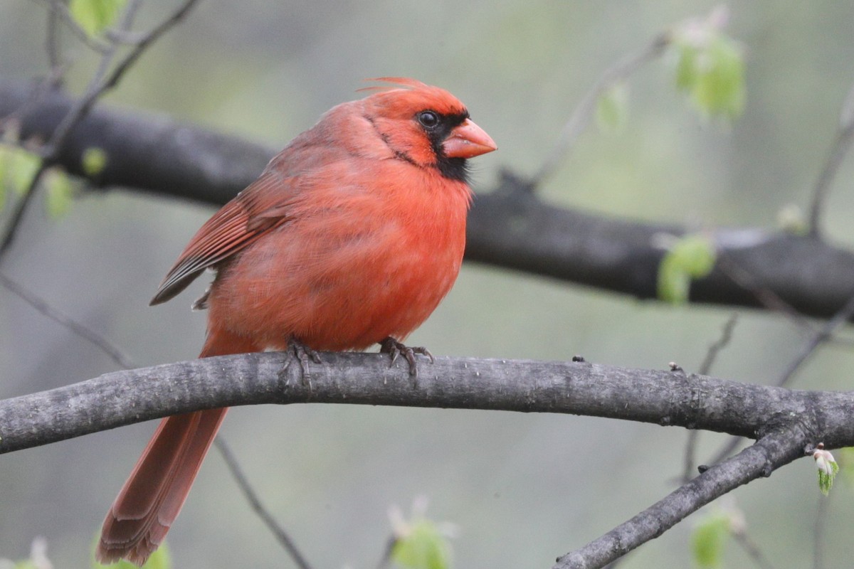 Northern Cardinal - ML624565492