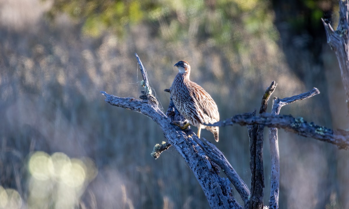 Erckel's Spurfowl - ML624565494